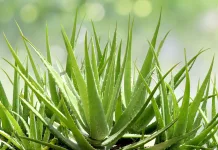 Aloe Vera – Wirkung, Anwendung und Studien Aloe Vera
