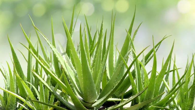 Aloe Vera