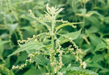 Die Brennnessel ist kein Unkraut brennessel